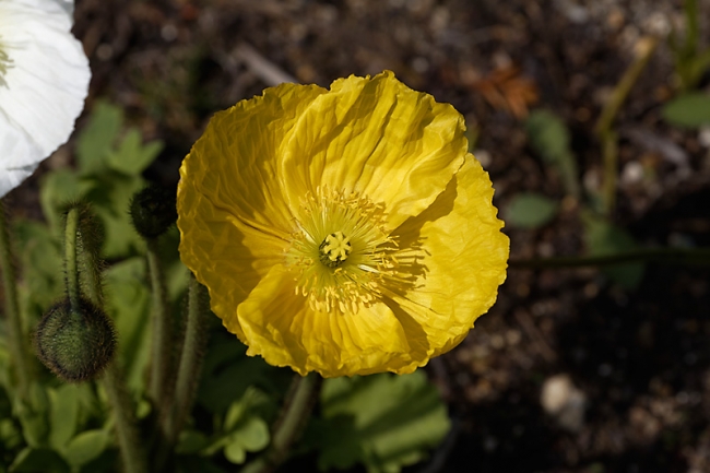 Jardin des Impressionnistes-MAI14-026